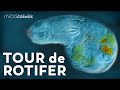 Journey Through the Body of a Rotifer