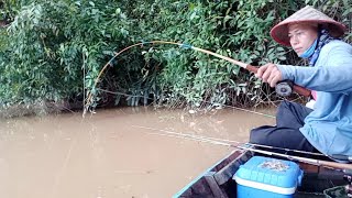 Shock!! giant prawns in shallow water | giant prawn fishing | prawn fishing