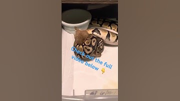 Python 🐍 Vs gerbil 🐹 #livefeeding #reptile #ballpython #subscribe
