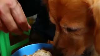 Собака помогла хозяину избавиться от меланхолии|CCTV Русский Собака помогла хозяину избавиться от меланхолии|CCTV Русский