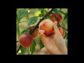 Peach Flavor Peach Flavor
