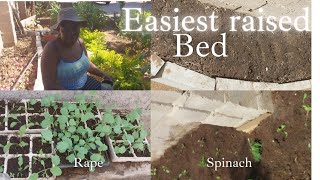 How to build the cheapest raised bed at home||transplanting rape & spinach seedlings