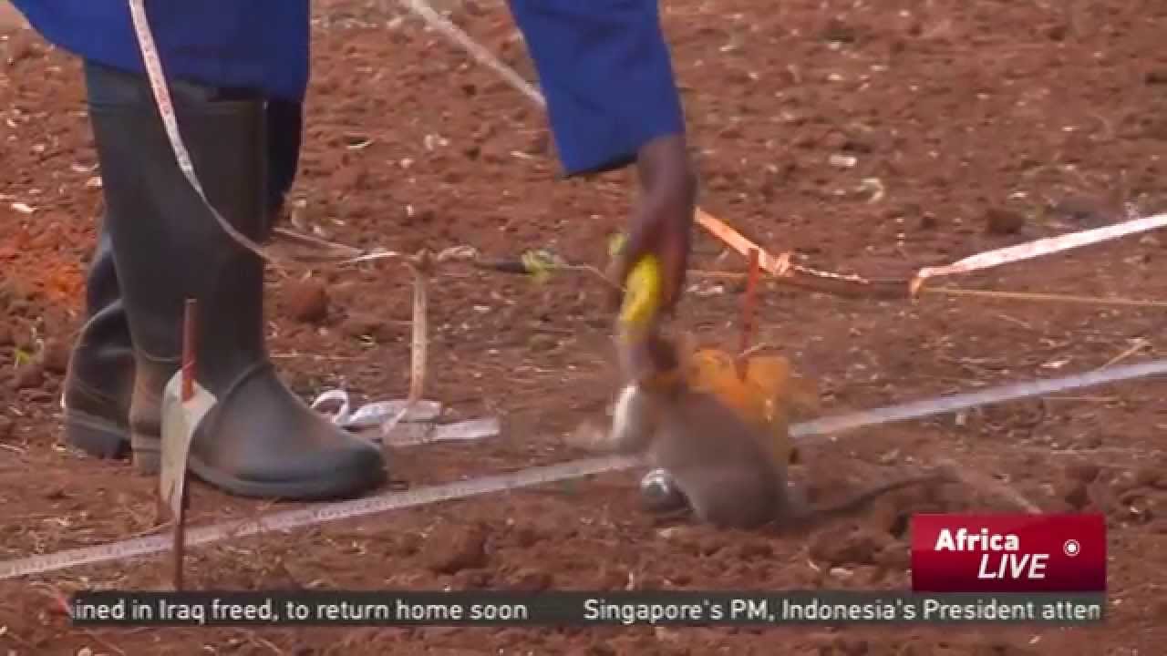 Tanzania to Export Its Rats to Zimbabwe to Help Sniff out Landmines