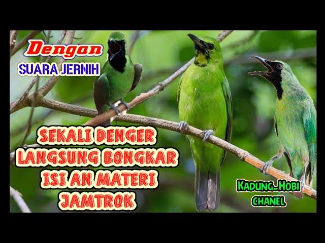 Masteran cucak ijo full isian menaikan emosi dan tembak an panjang bongkar materi #cucakijo class=