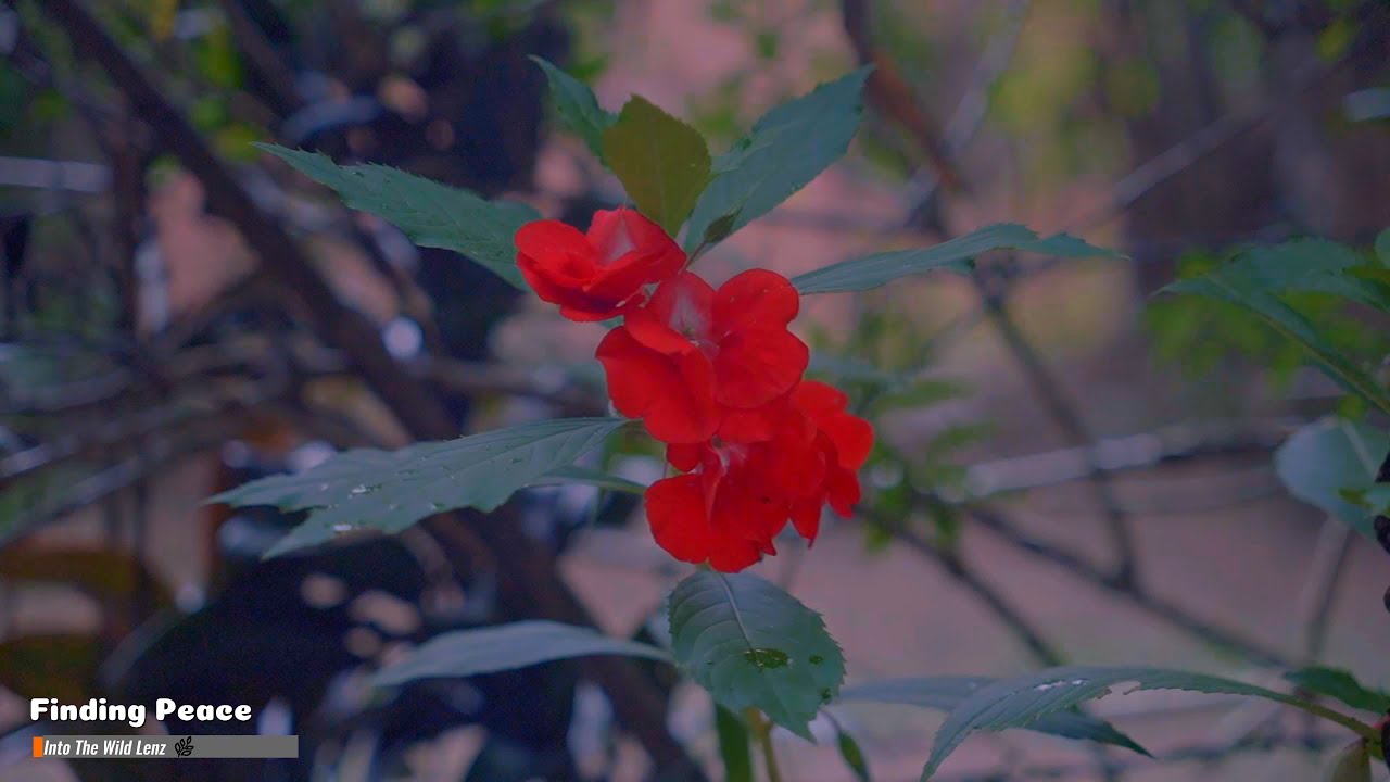 Simple Living in the Countryside | Beautiful Nature and Greenery