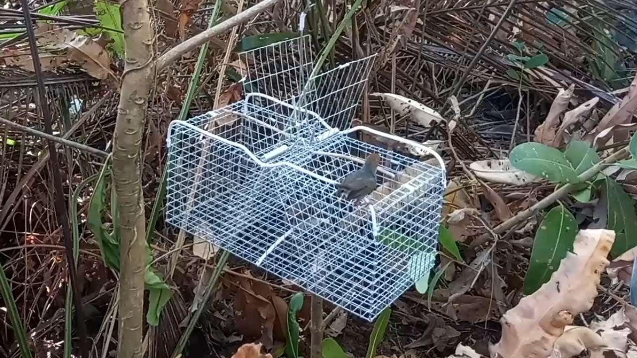 Bẫy Chim Sâu Đầu Đỏ Hai Cánh Sập Đơn Giản Minh Ngọc 07 8695 2072 - YouTube