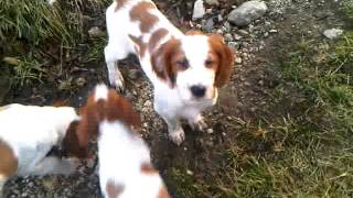 Limelane's Irish red and white Setter puppies, D-litter 9 weeks old(, 2012-11-26T20:57:10.000Z)