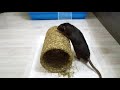 Подарок крысе