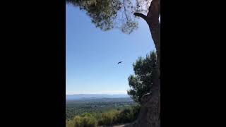 First day in freedom of a young peregrine falcon