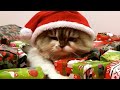 Funniest holiday pets   best christmas cats  dogs 2023