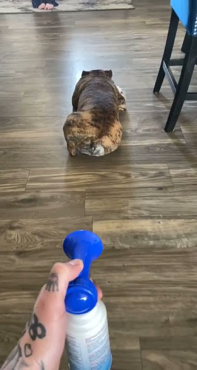 very funny air horn prank with dog  😹 amazing pets  😹 cute dogs  😹 #Mrshorts #shorts #funny