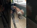 Dogs will find ways to cool down #hot #foryou #usaus #funnyvideos #fyp viral #dog #funny