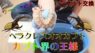 ヘラクレスオオカブト　ヘラクレス　幼虫 マット 交換 体重 カブトムシ＋クワガタムシ