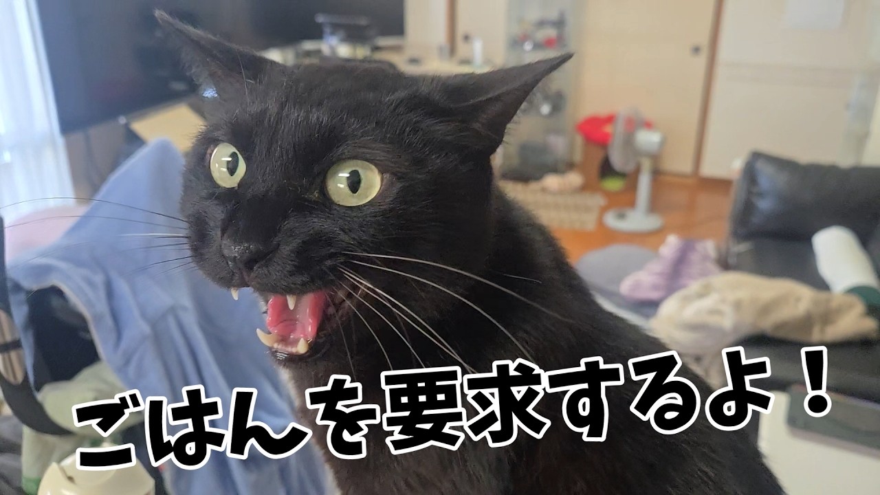 The Right to Demand Food 【Living with 4 Cats 1627s】 - YouTube