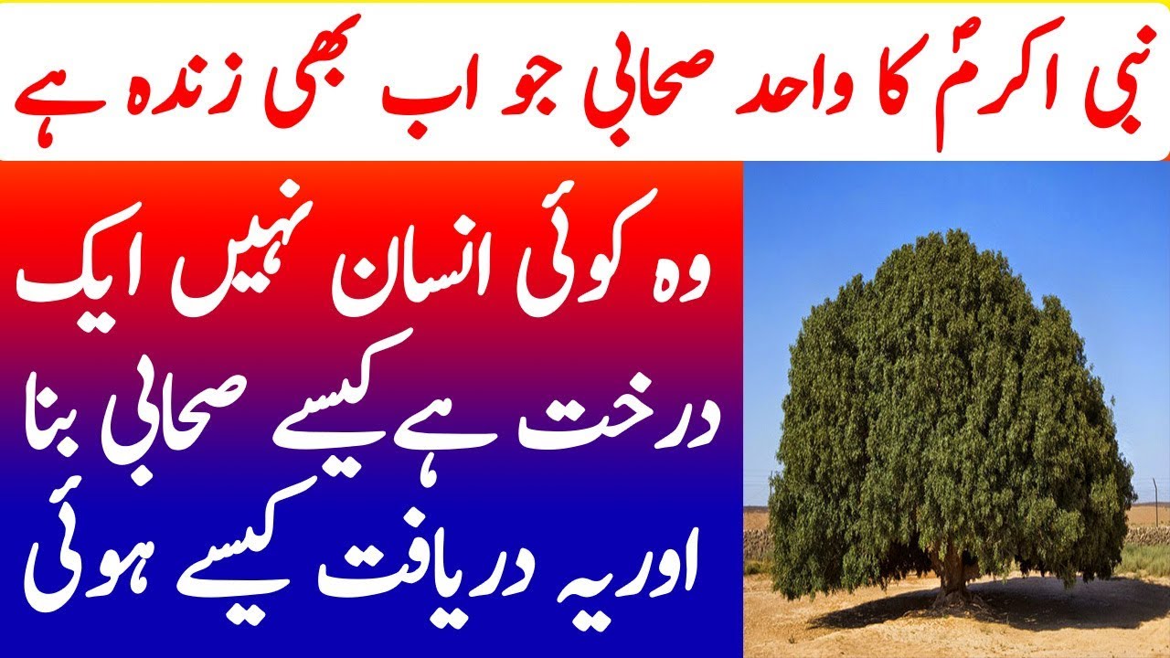 Nabi Akram SAW ka Sahabai Darakht | The Blessed Tree History | Studio ...