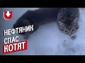 Как нефтяник спас котят