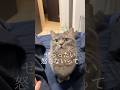 【猫の日】猫との約束を信じた結果 #shorts #cat #猫
