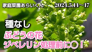 【シャインマスカット】第１５６回、種なし処理２選【家庭菜園】