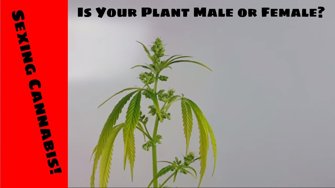 Sexing Cannabis Plants Documentary How To Tell If Your