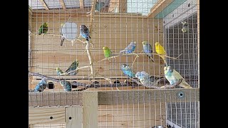 wpuszczanie papużek falistych do nowej woliery, introducing budgies into the new aviary,