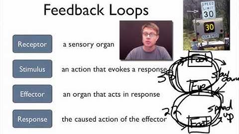 Elements of a Feedback Loop
