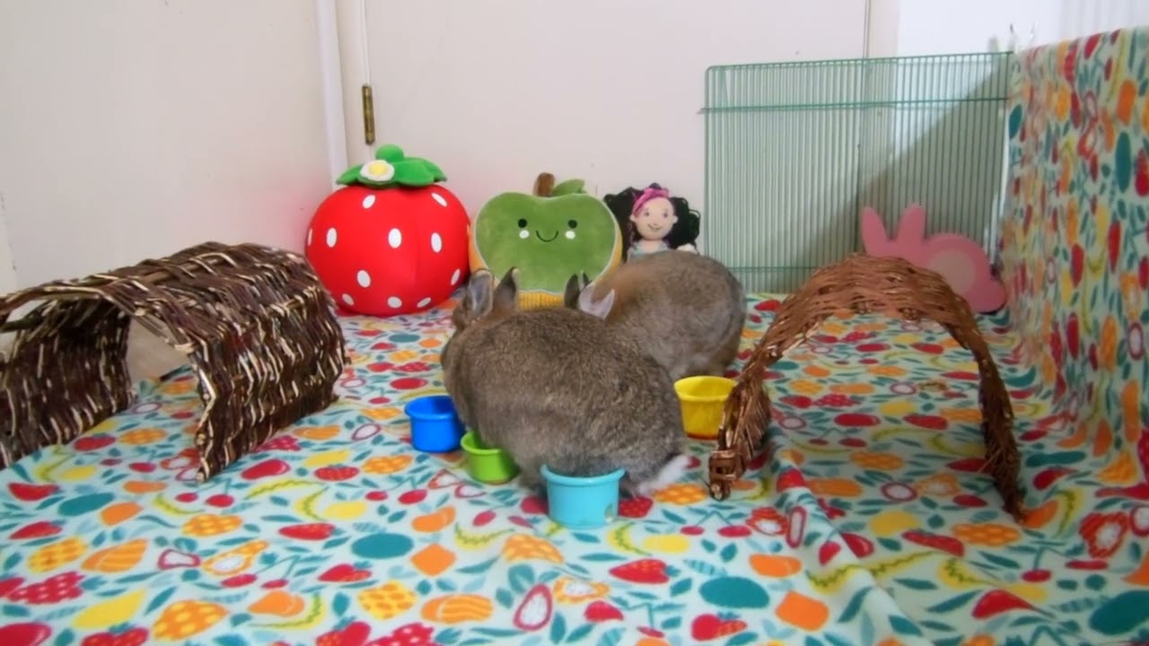 Zora and Zita are at Cindy's Farmer's Market Stand. They know that Cindy always has treats for them.