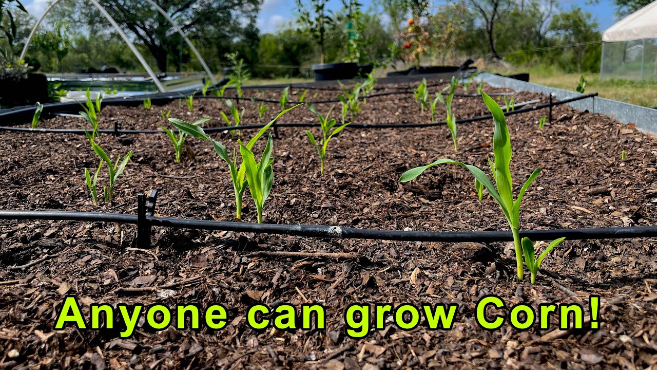 How to Grow Sweet Corn in a Raised Bed - YouTube