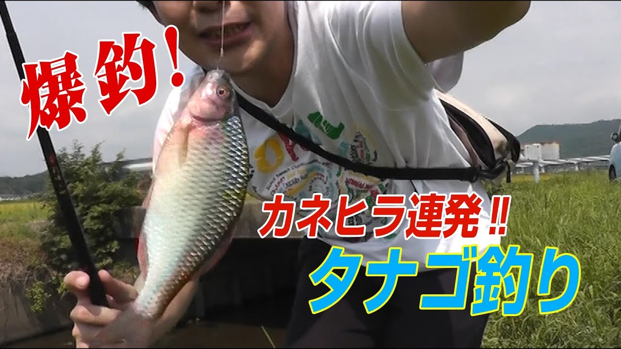 タナゴ釣り カネヒラが釣れすぎてケースが割れる Youtube