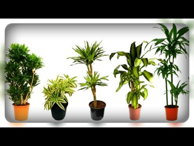 Plant mp3. Комнатное растение Пальма Драцена. Драцена Маргината микс. Драцена микс размножение.