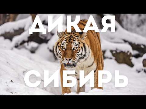 ❄️ ДИКАЯ СИБИРЬ: КАК ЖИВОТНЫЕ ВЫЖИВАЮТ В ЛЕДЯНОЙ ПУСТЫНЕ?! #ДикаяСибирь #ДокументальноеКино