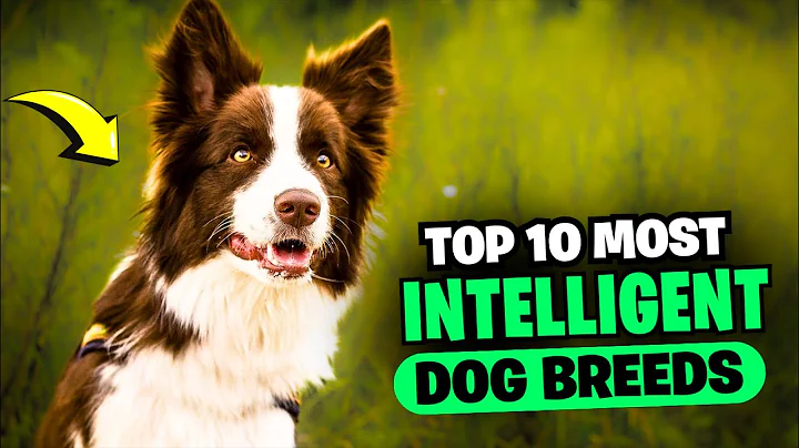 Top 10 Most intelligent Dog Breeds in the World