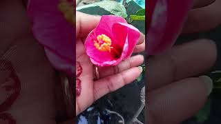 fast flow and 🌺🌺🦋,#love #shotsvideo like comment.#lovepoems