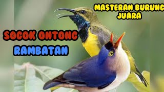 🔴MASTERAN BURUNG SOGOK ONTONG & BURUNG RAMBATAN #muraibatuisianmewah #sogokotong #burungrambatan