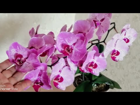 ЦВЕТОНОС ИЗ ТОЧКИ РОСТА. Орхидея с цветоносом из точки роста опять цветёт!!! 😊