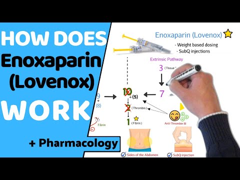 How does Enoxaparin work? (+ Pharmacology)