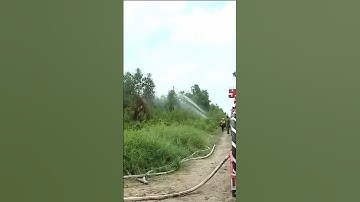 Đã dập tắt đám cháy rừng ở Cà Mau | 11/4/2024 #shorts