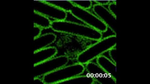 Super-resolution microscopy of bursting bacteria