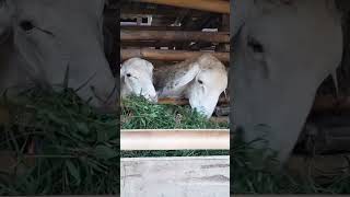 mugi sadayana sami sehat selamat dan rejekina Berkah hingga yaumul kiyamah.