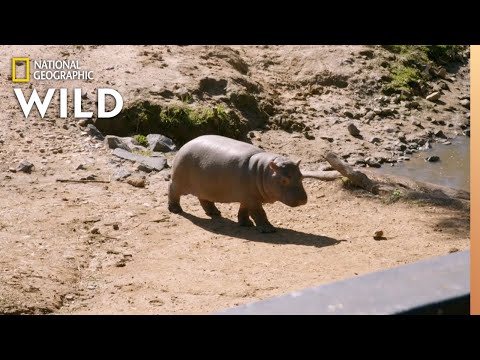 Welcoming a New Hippo Calf | Secrets of the Zoo: Down Under