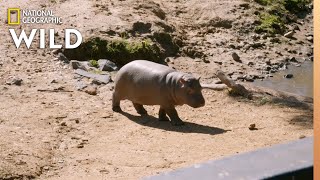 Welcoming a New Hippo Calf | Secrets of the Zoo: Down Under