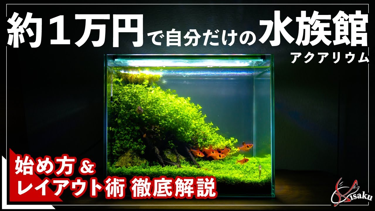 初心者でもできる 約１万円で始める自分だけの水族館 簡単水草水槽レイアウト 小型水槽でアクアリウムを始めよう ３ Youtube