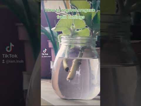 Video: Mexican Oregano Plant Care - Paano Palaguin ang Mexican Oregano Plants