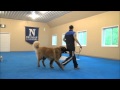 Steven (Leonberger) Boot Camp Dog Training Video