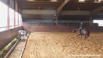 Athena Smart Cat - working the mechanical cow #1 - ValleyViewRanch.net