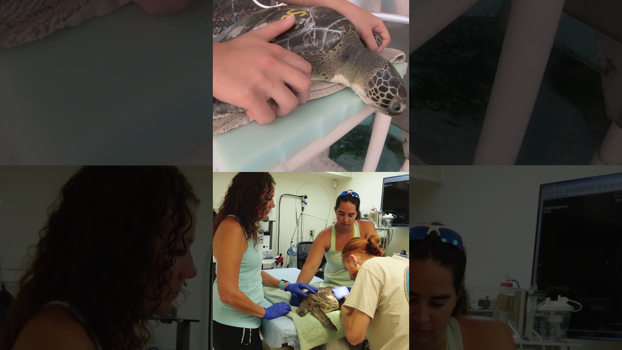 НАПРАВЛЕНИЕ ПОГРУЖЕНИЯ I Черепаший госпиталь