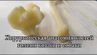 Хирургическая анатомия костей голени кошки и собаки.