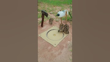 Simple Bird Trap using old stuff easy - quail trap #shorts #shortvideo #youtubeshorts