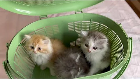 Watch the video about Semi punch persian cat kittens for selling in mumbai|hyderabad|pune|nagpur|bhopal|delhi|kolkata #cat
