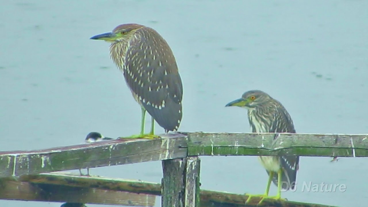 nature kpop Nycticorax nycticorax. Black-crowned night heron (UK) Квак (UA) Обыкновенная кваква (RU) [ juv ]