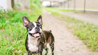 Boston Terrier Agility Training Mastering the Course